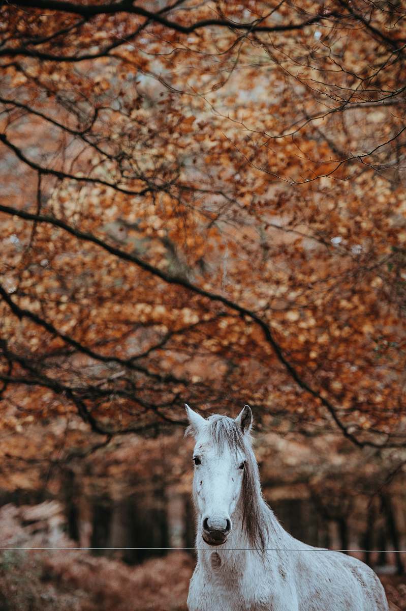 mammal white horse animal