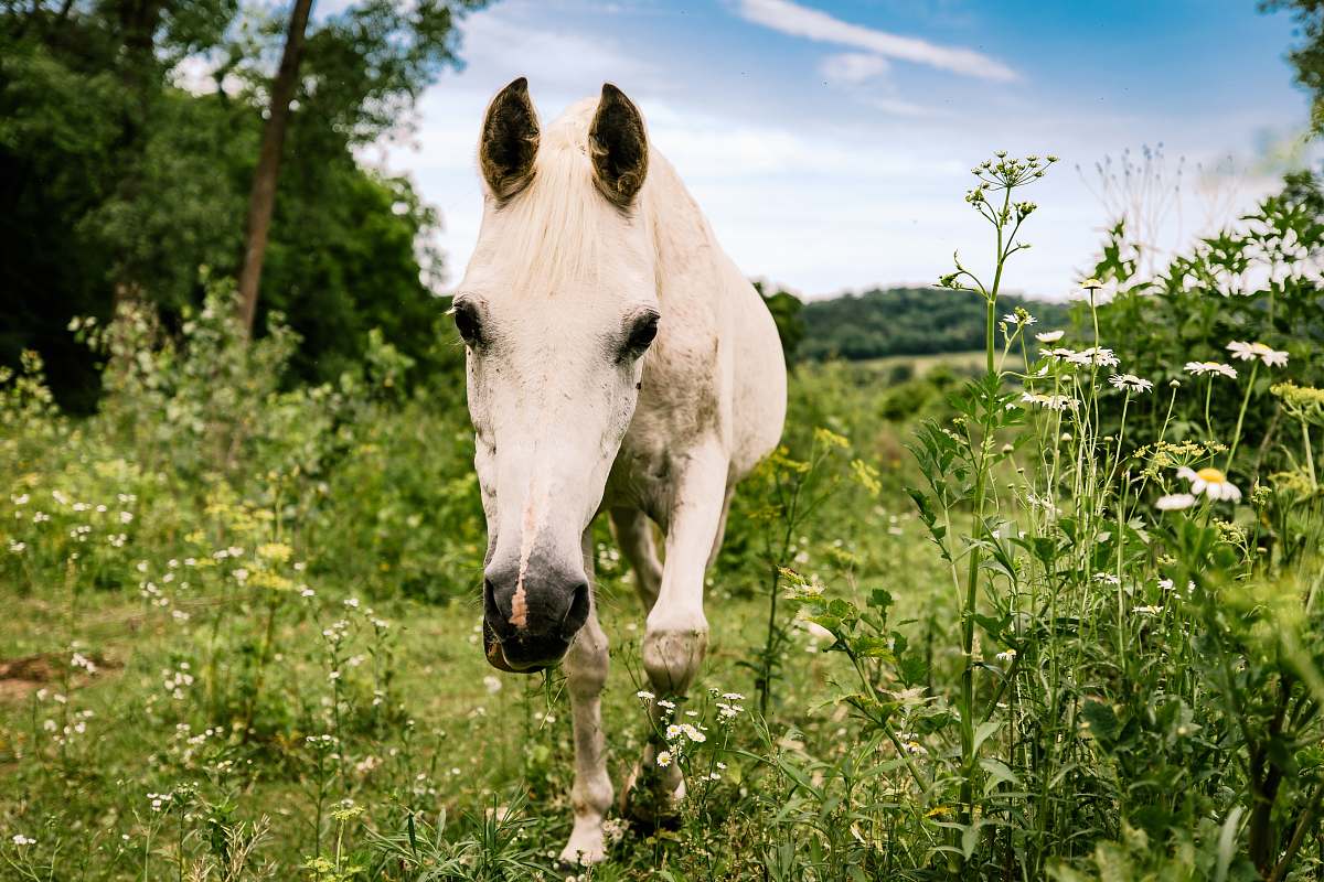 animal white horse standing on green grass foal