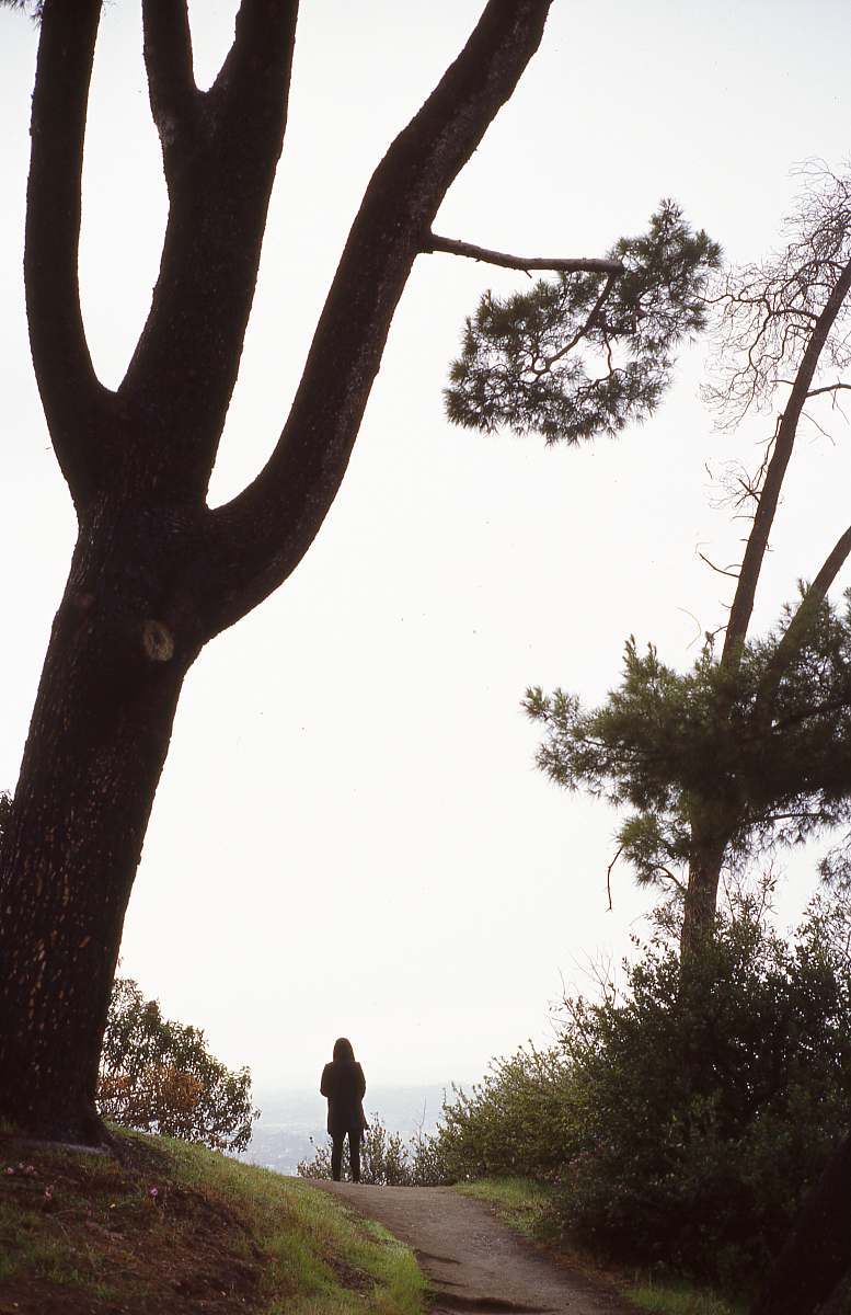 plant silhouette of person standing on road beside tree during daytime tree