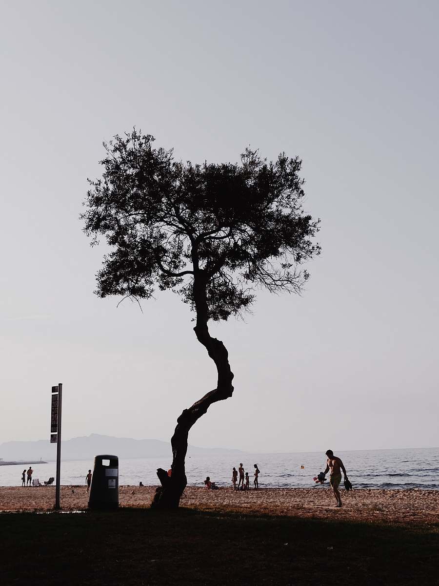 tree silhouette of tree plant