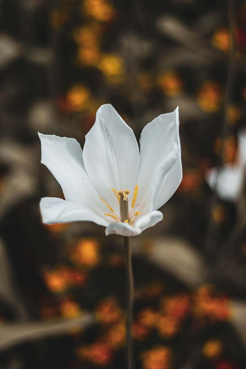 person white petaled flower flower