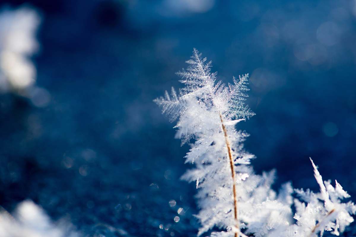 frost close-up photography of white plant at daytime snow