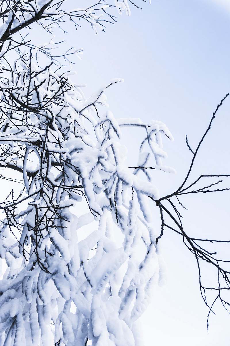 nature snow covered tree outdoors