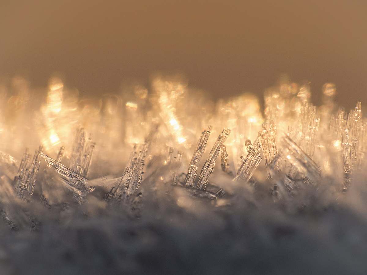 flora yellow string lights grass