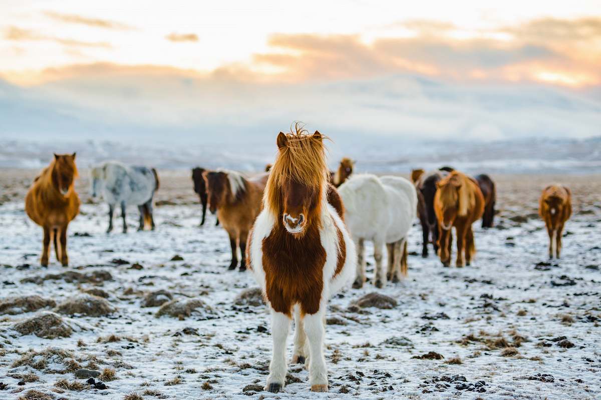 horse herd of white and brown donkeys on snow-covered land animal