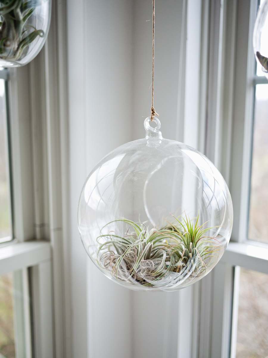 plant shallow focus photography of clear glass hanging terrarium bowl