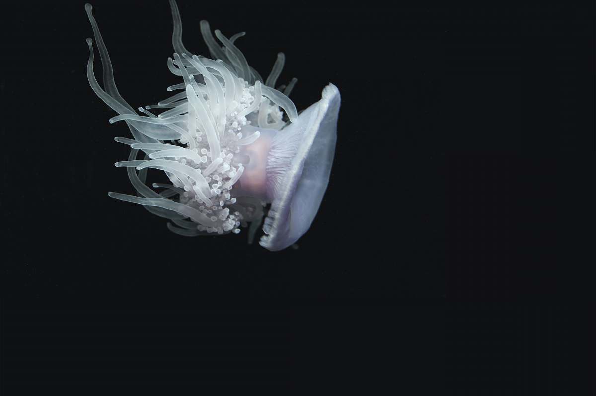 ocean selective focus of white jelly fish animal