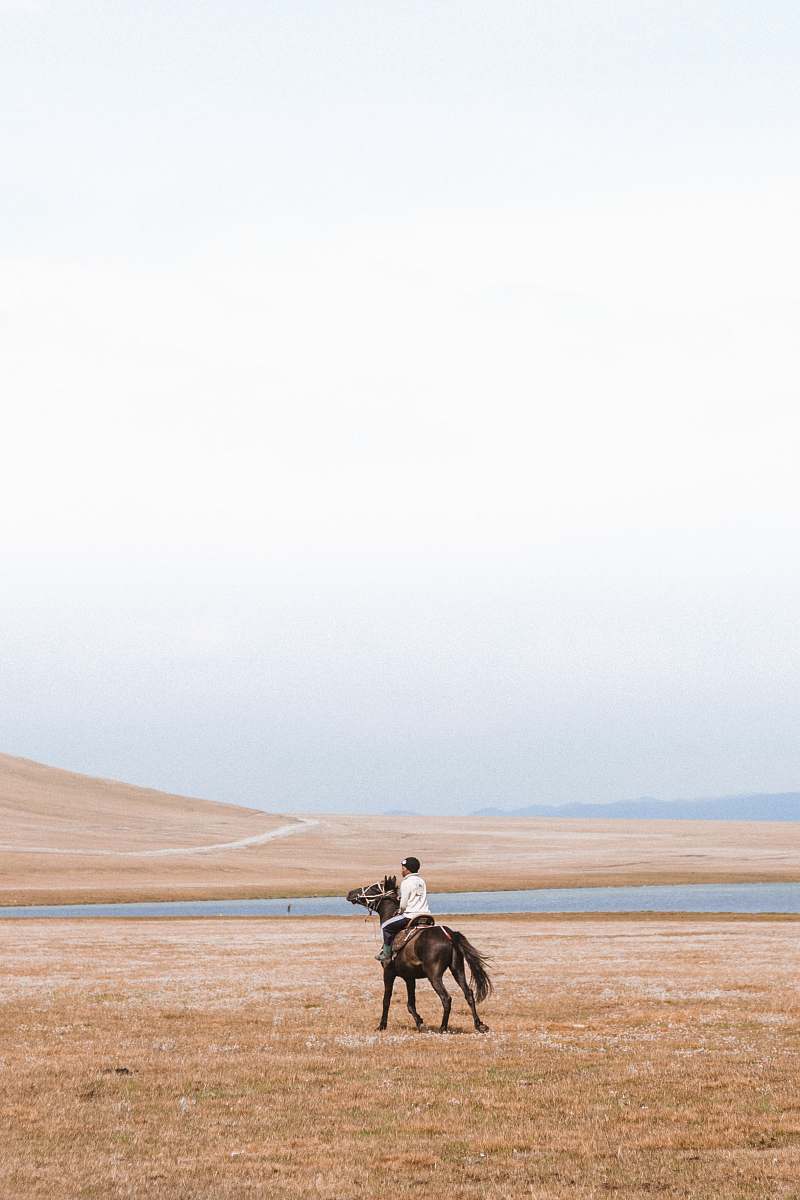 horse man riding horse on grass field horse rider
