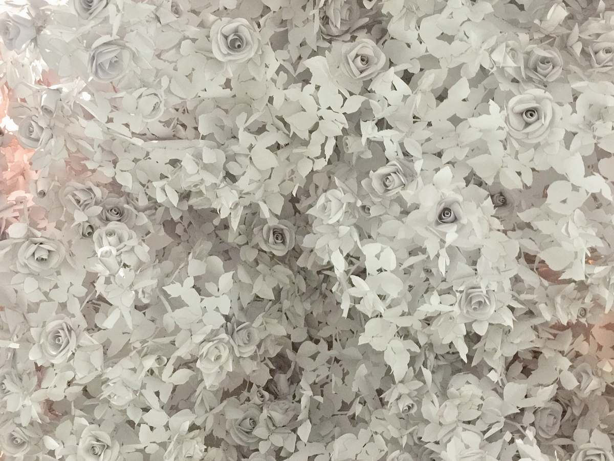 flowers white petaled flowers white