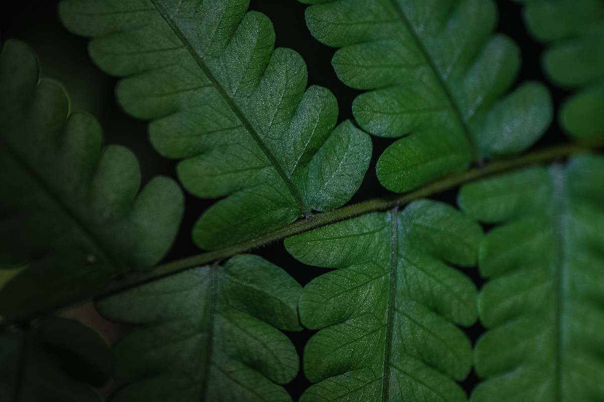 plant green leafed plant fern