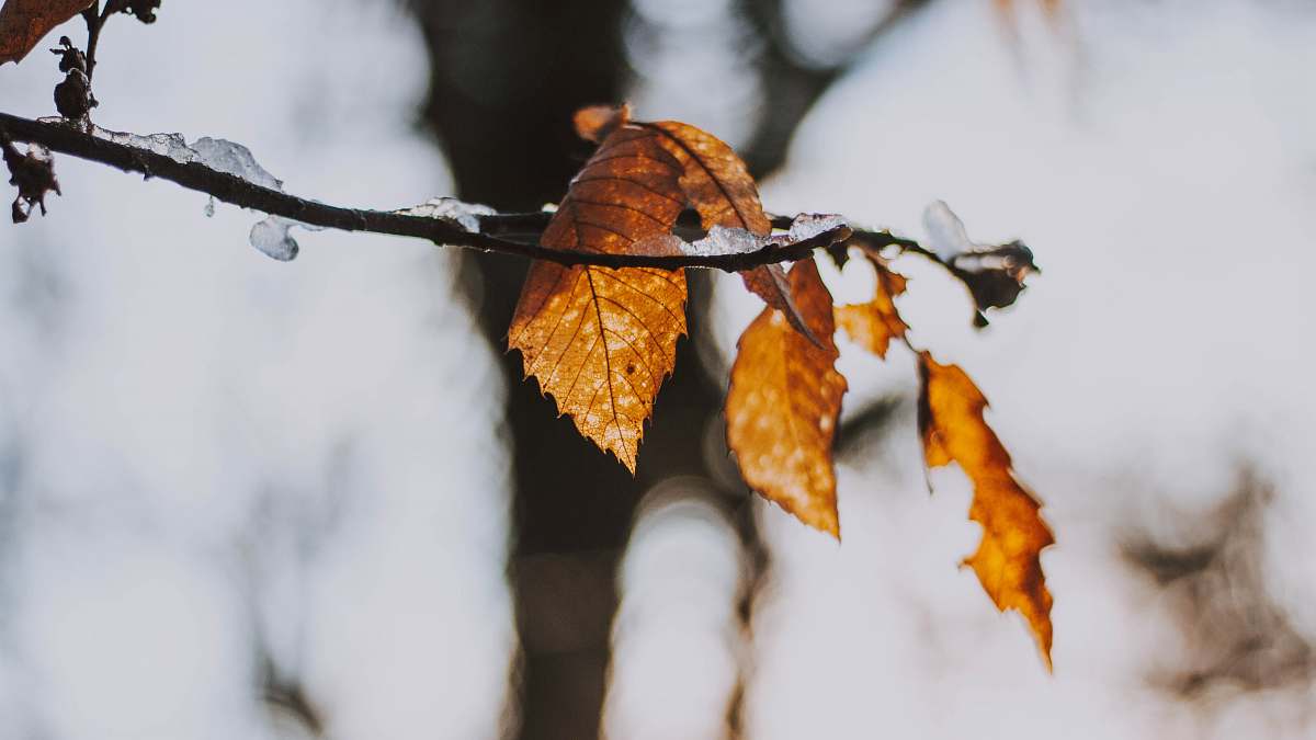 plant selective focus photo of brown leaves veins
