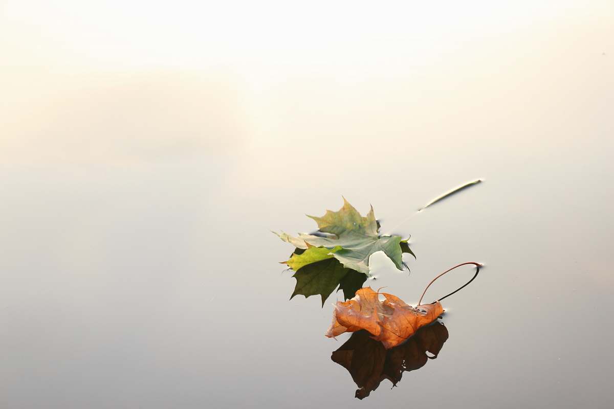 plant selective focus photo of green and orange maple leaves autumn
