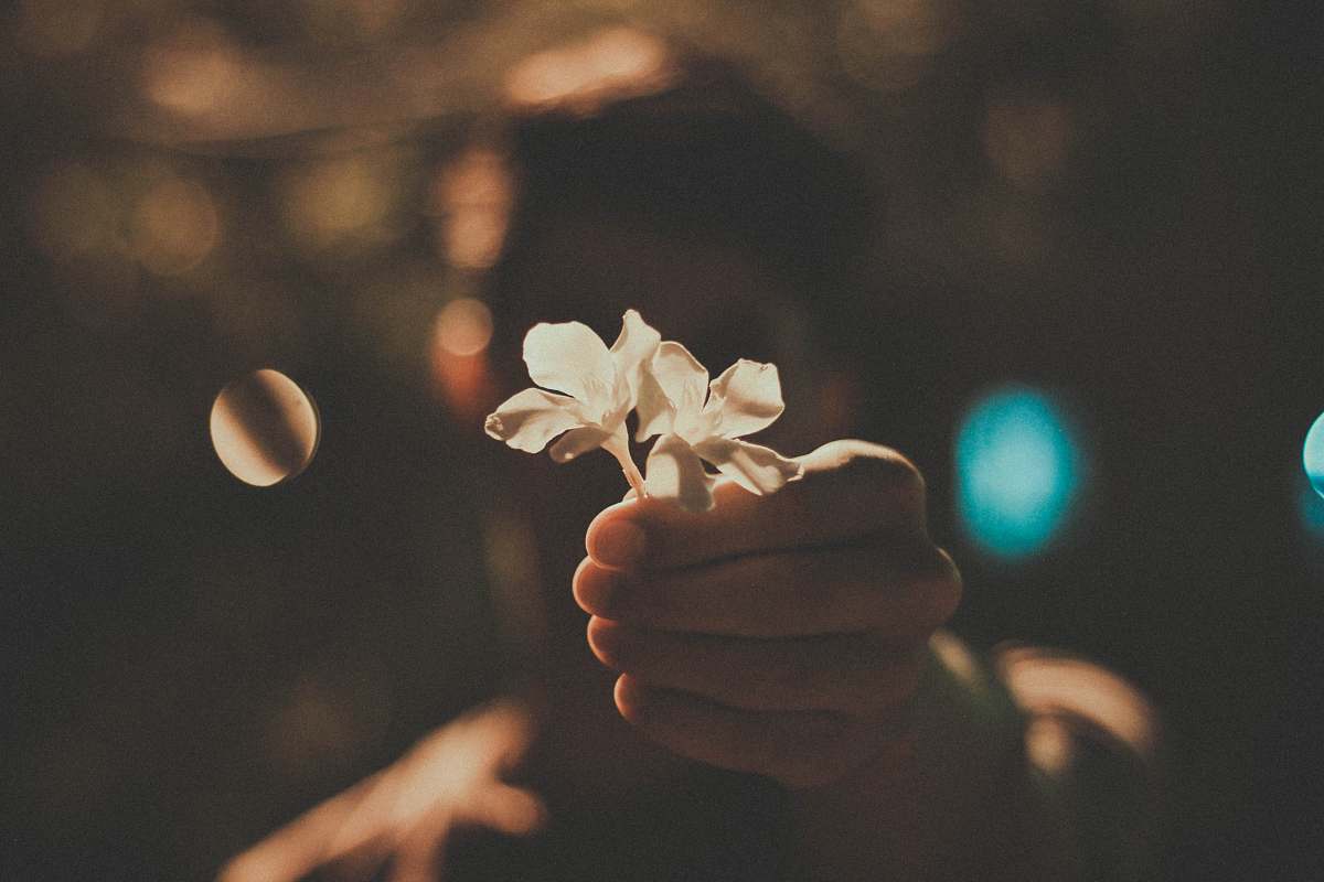 hand person holding white flowers flower