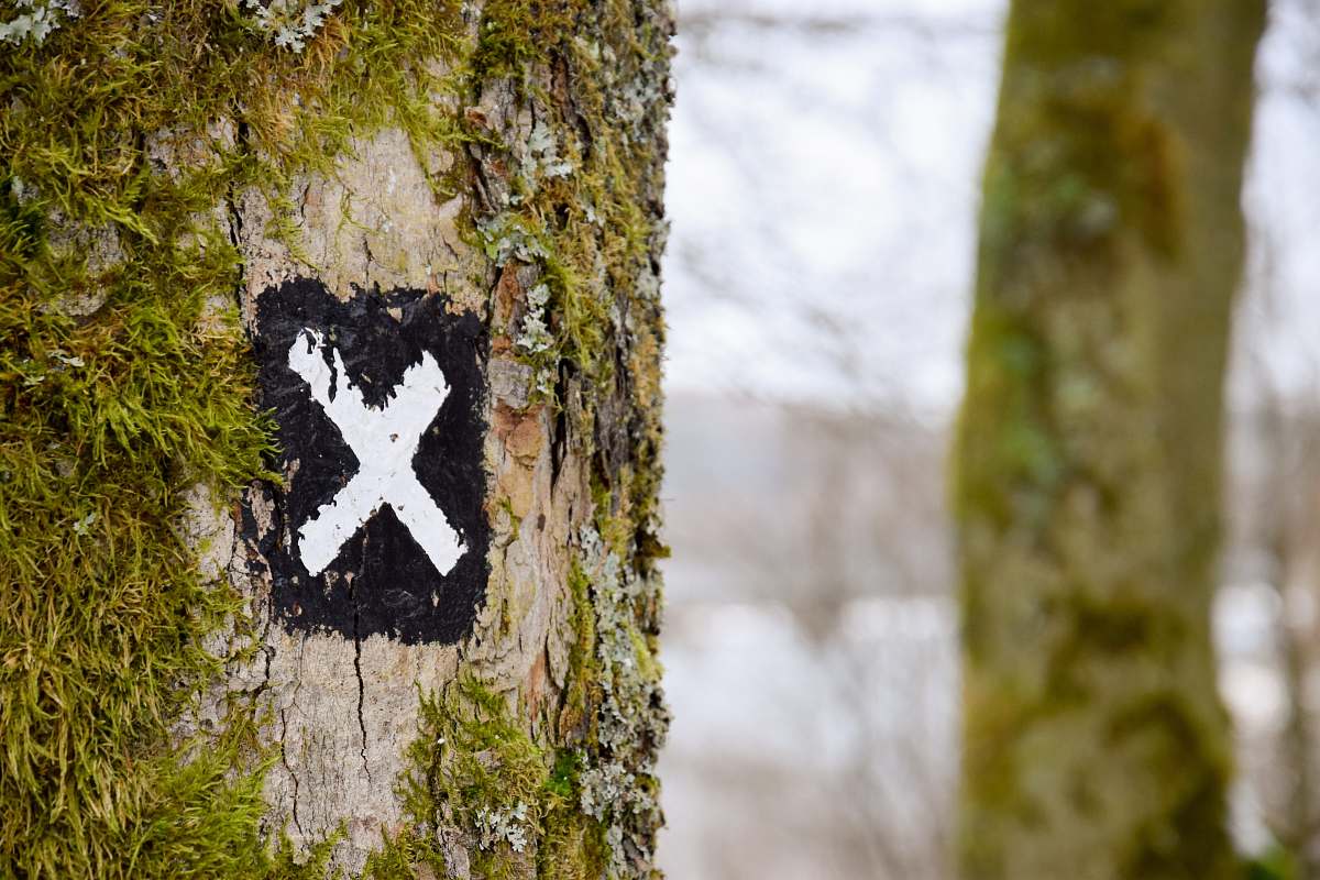 alphabet selective focus photography of X logo text