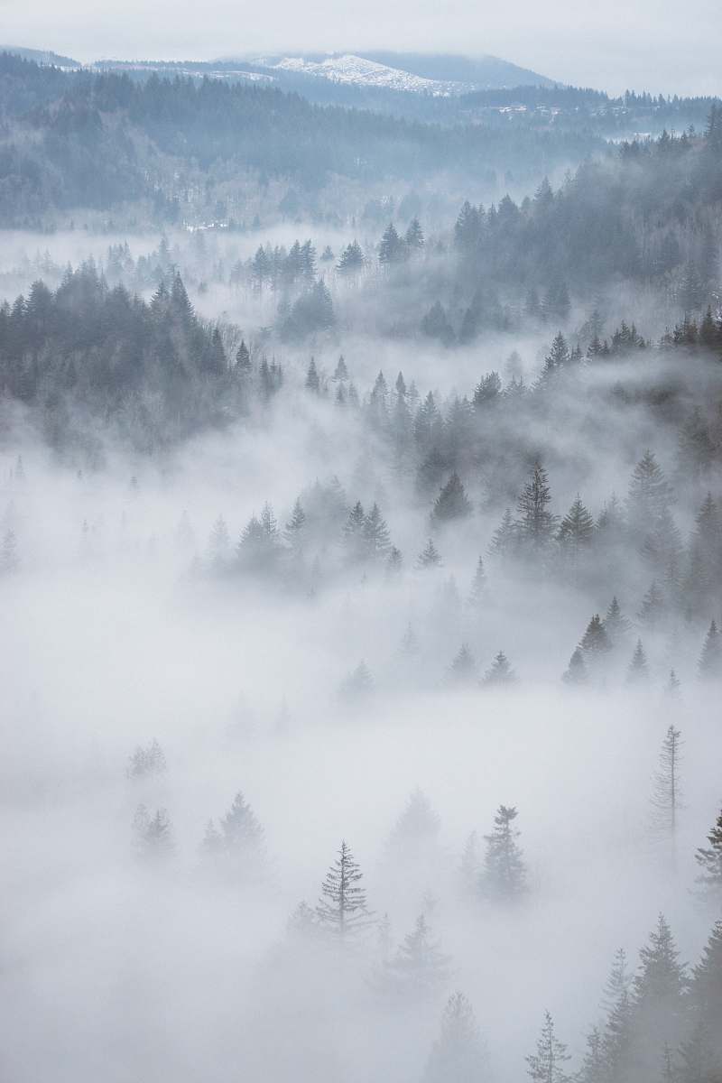 nature aerial photography of fog-covered forest landscape