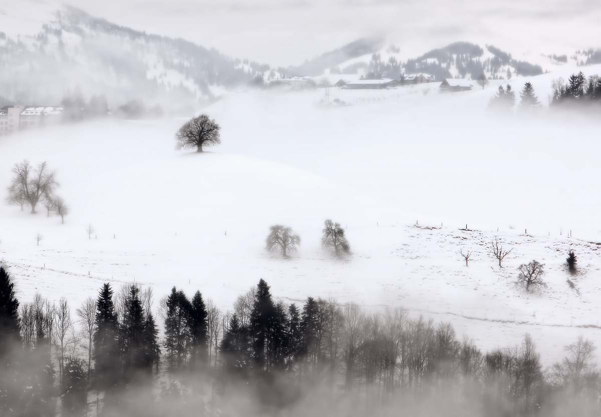 fog aerial photography of trees in snow landscape