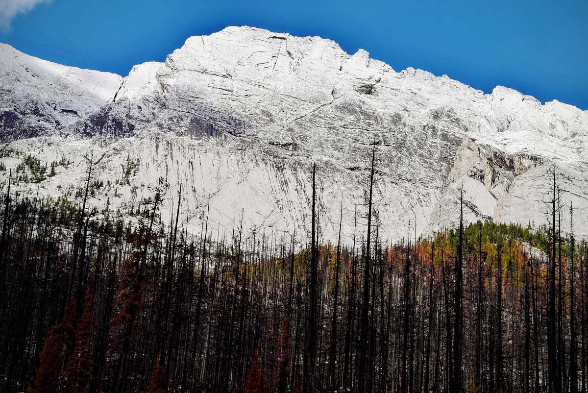 tree brown and green pine trees near white mountain at daytime snow