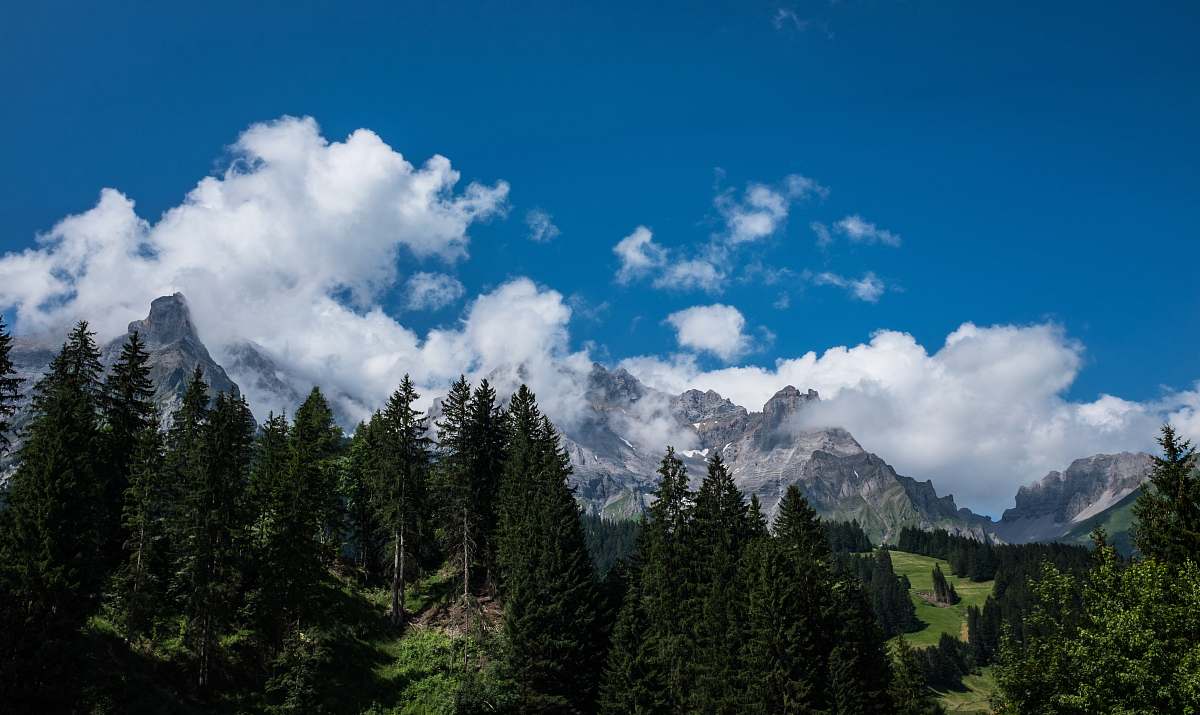 nature in distant brown mountain and green pine trees trees