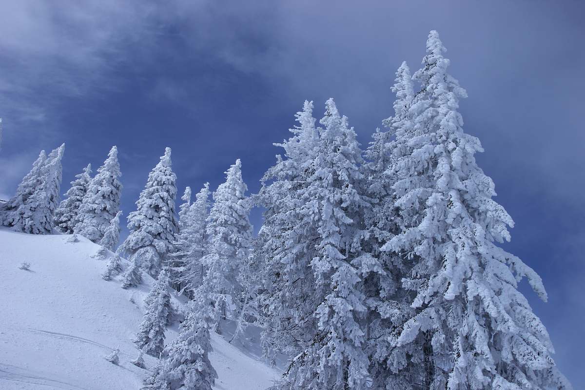 tree landscape photography of tree coated with snow outdoors