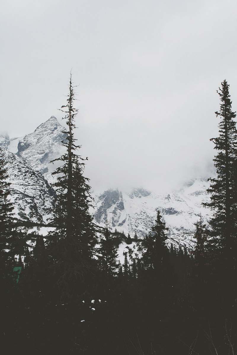 nature silhouette of trees and snowy mountains grey