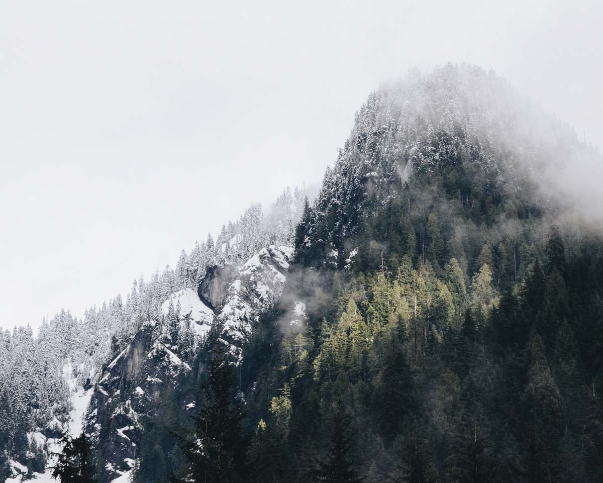 nature trees covered with snow canada