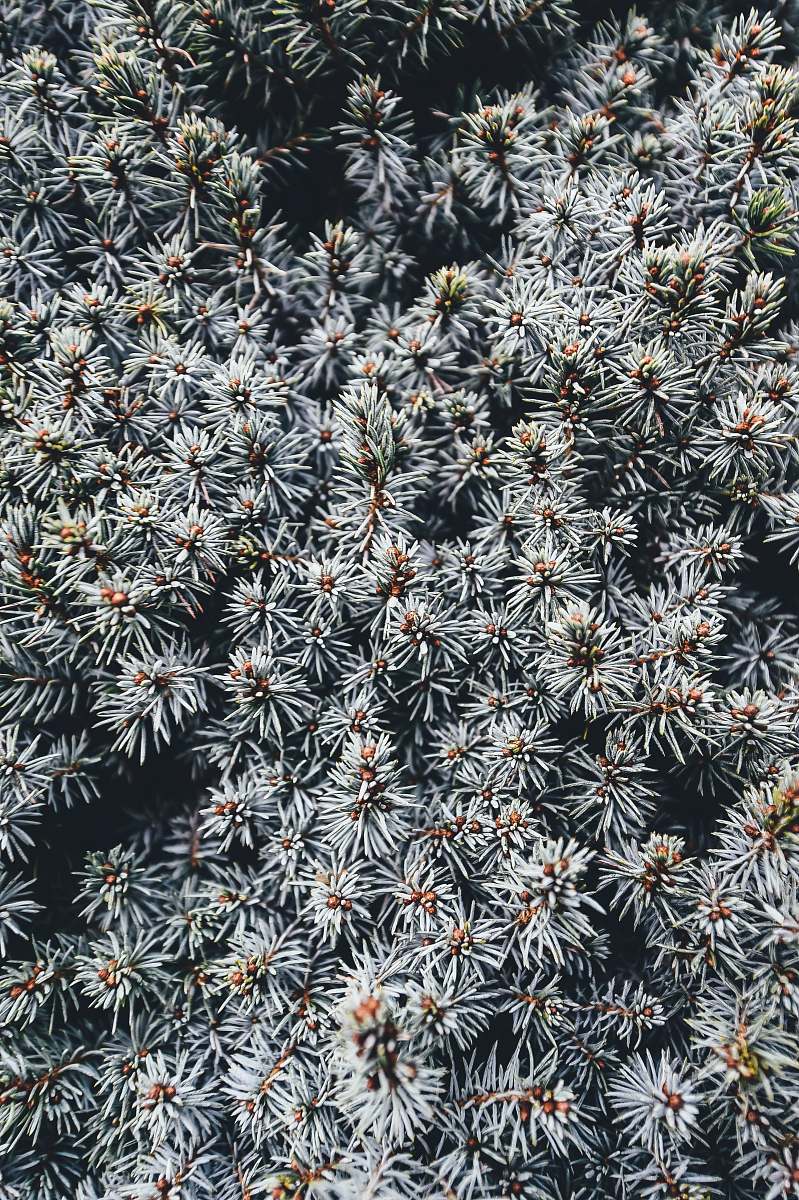 grey A top view of the prickly branches of a pine tree in Romsey plant