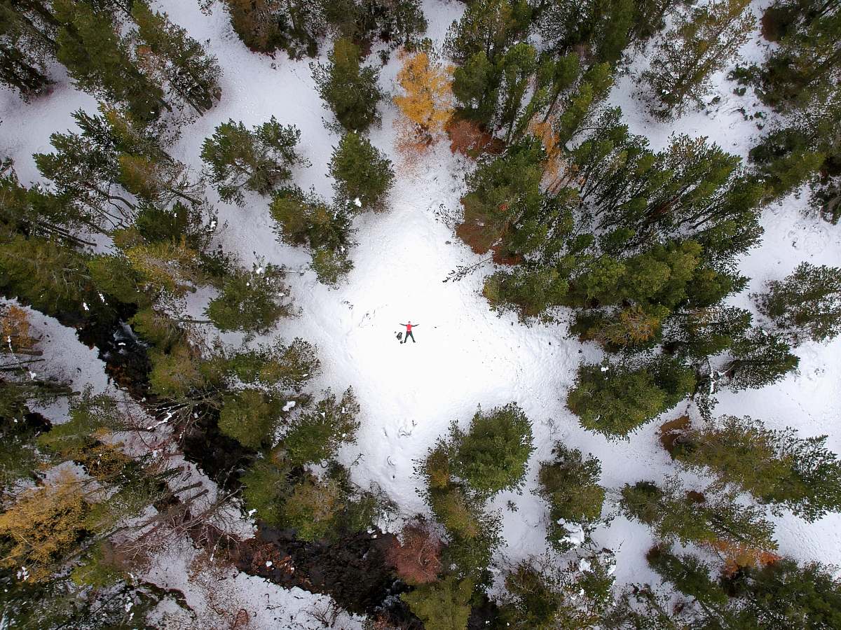 plant aerial photography of green trees tree