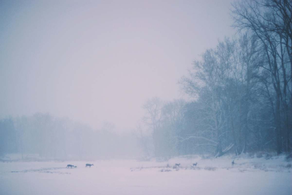 winter animal walking on land covered with snow near bare trees snow