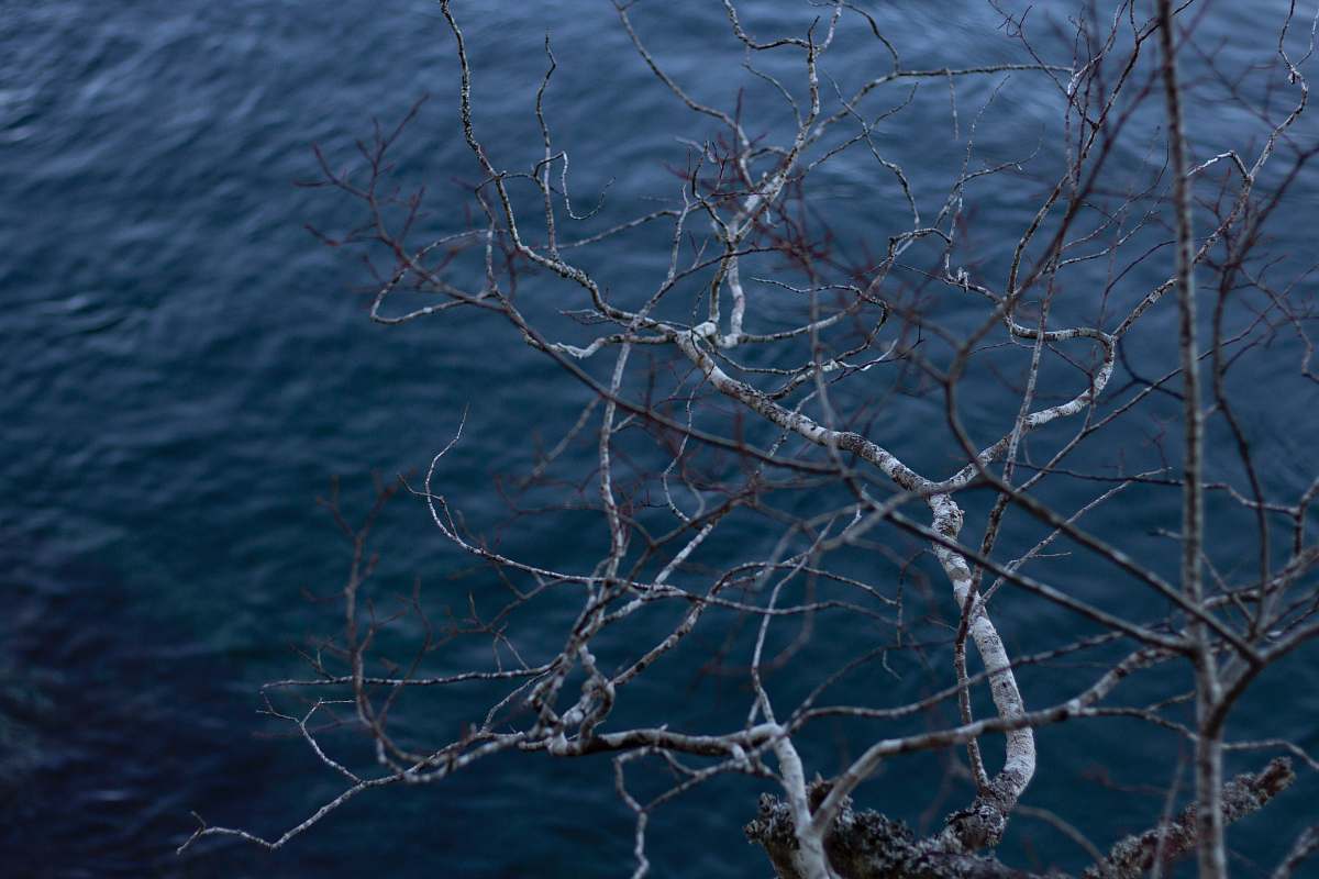 outdoors bare tree near body of water ice