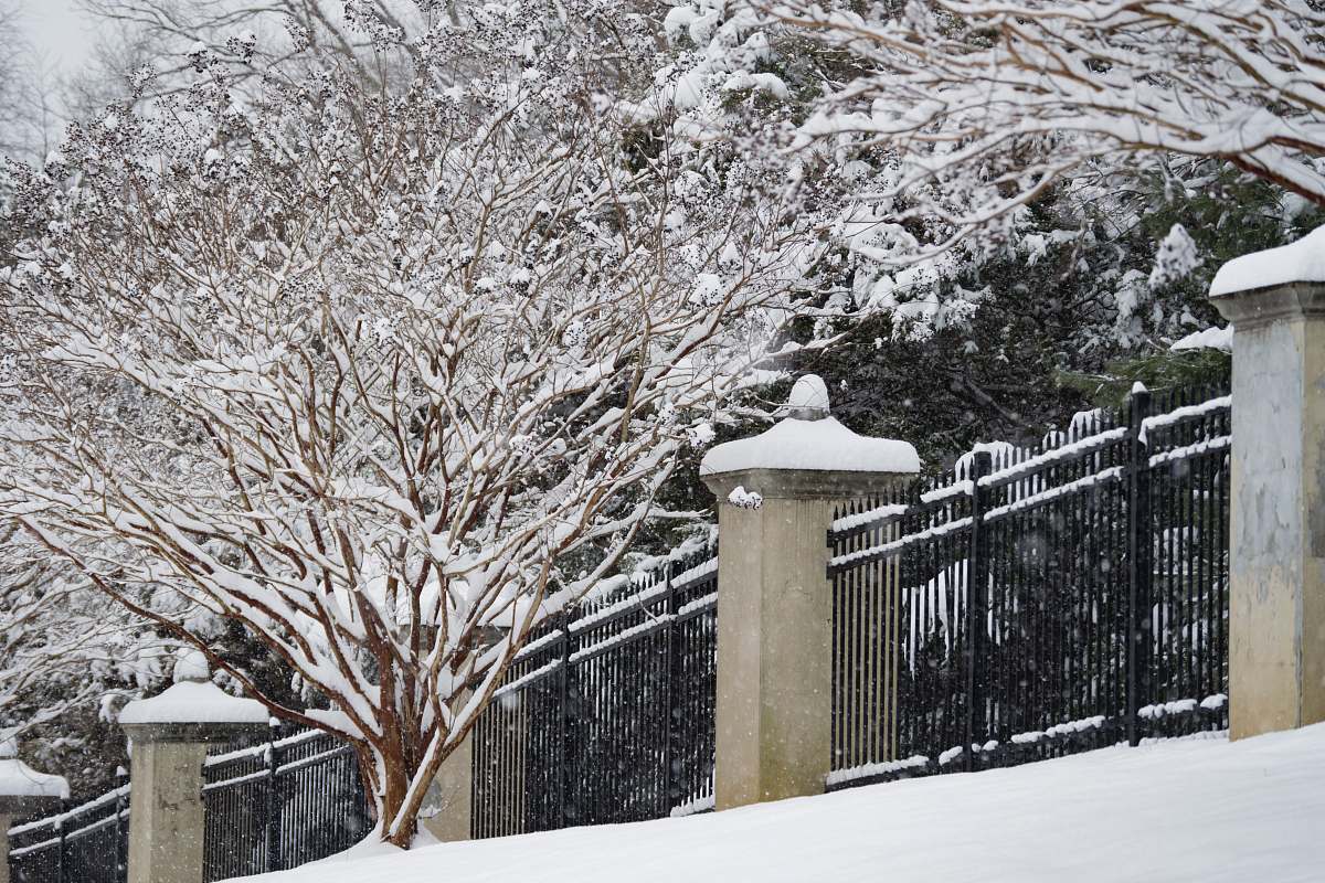 snow brown tree across black steel fence outdoors