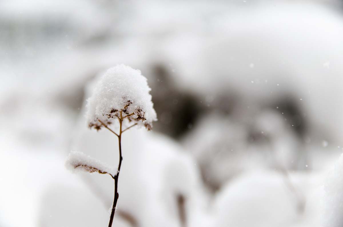 snow closeup photo of flower covered in snow winter
