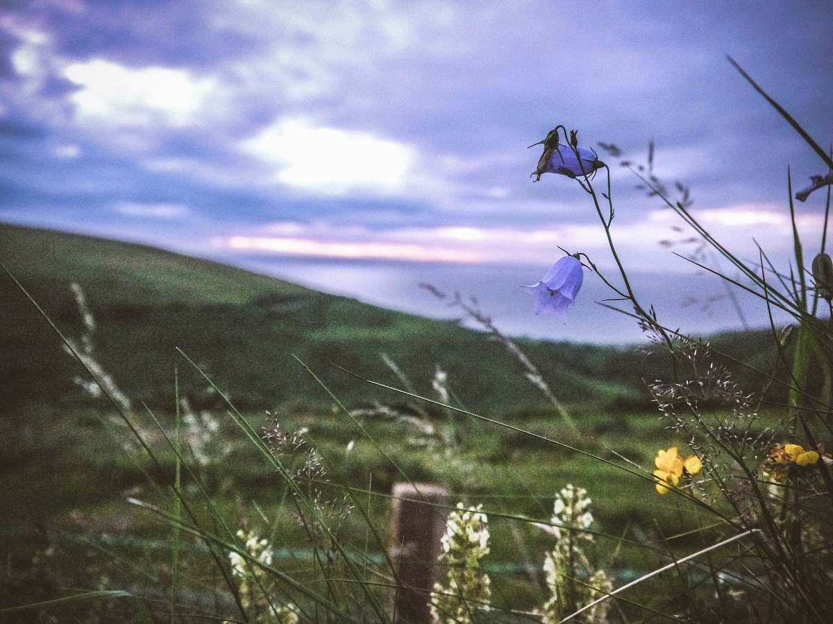 green depth photography of purple petaled flowers grass