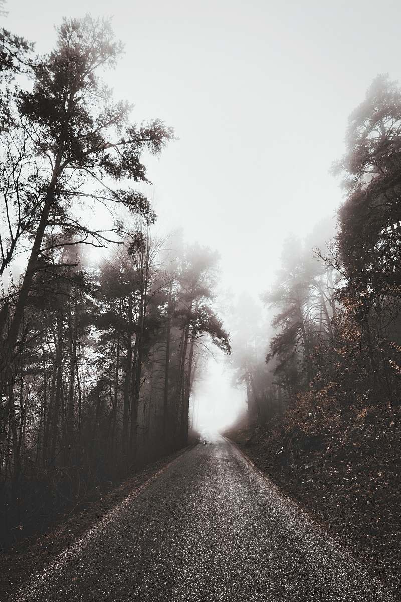 weather dirt road beside btrees road