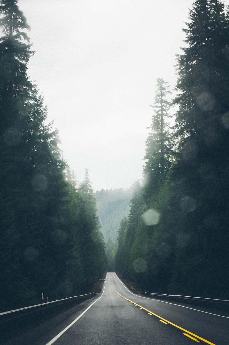 road empty asphalt road surrounded by trees weather