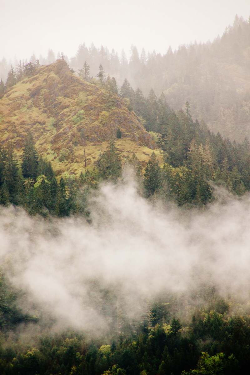 outdoors forest covered in fog mountain