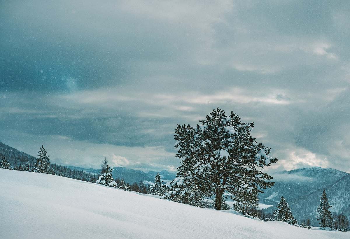 tree green leafed tree on snowfield under white cloudy sky at daytime winter