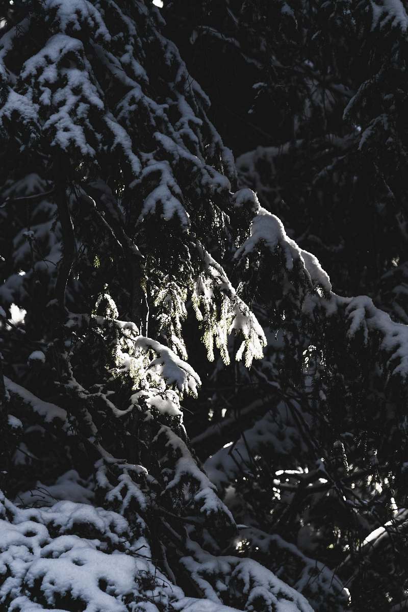 outdoors green pine tree covered by snow ice