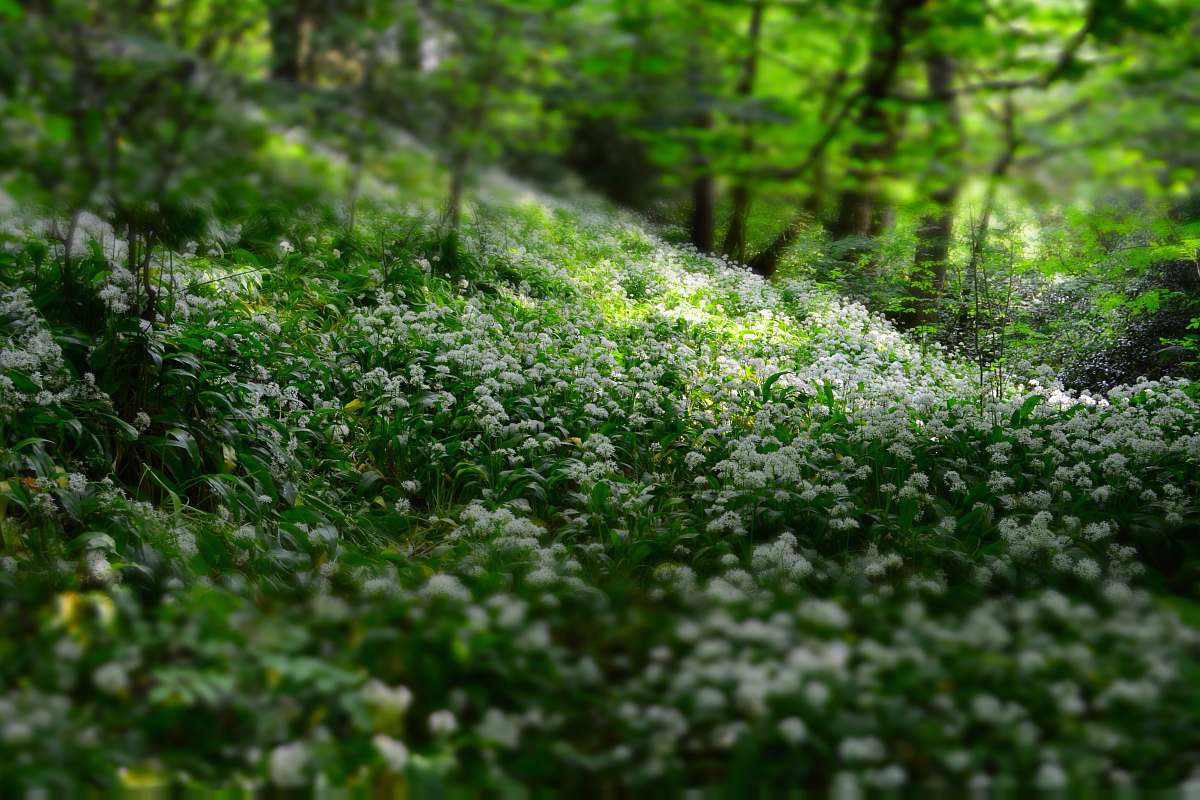 forest green plant during daytime flowers