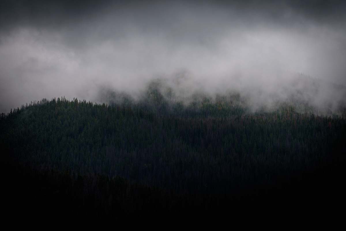 fog green trees covered with smoke trees