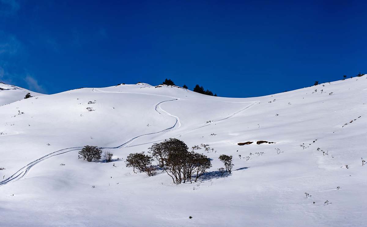 mountain green trees on snowfield outdoors