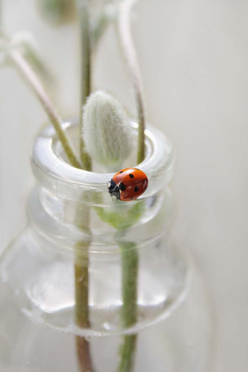 outdoors lady bug on clear glass bottle ice