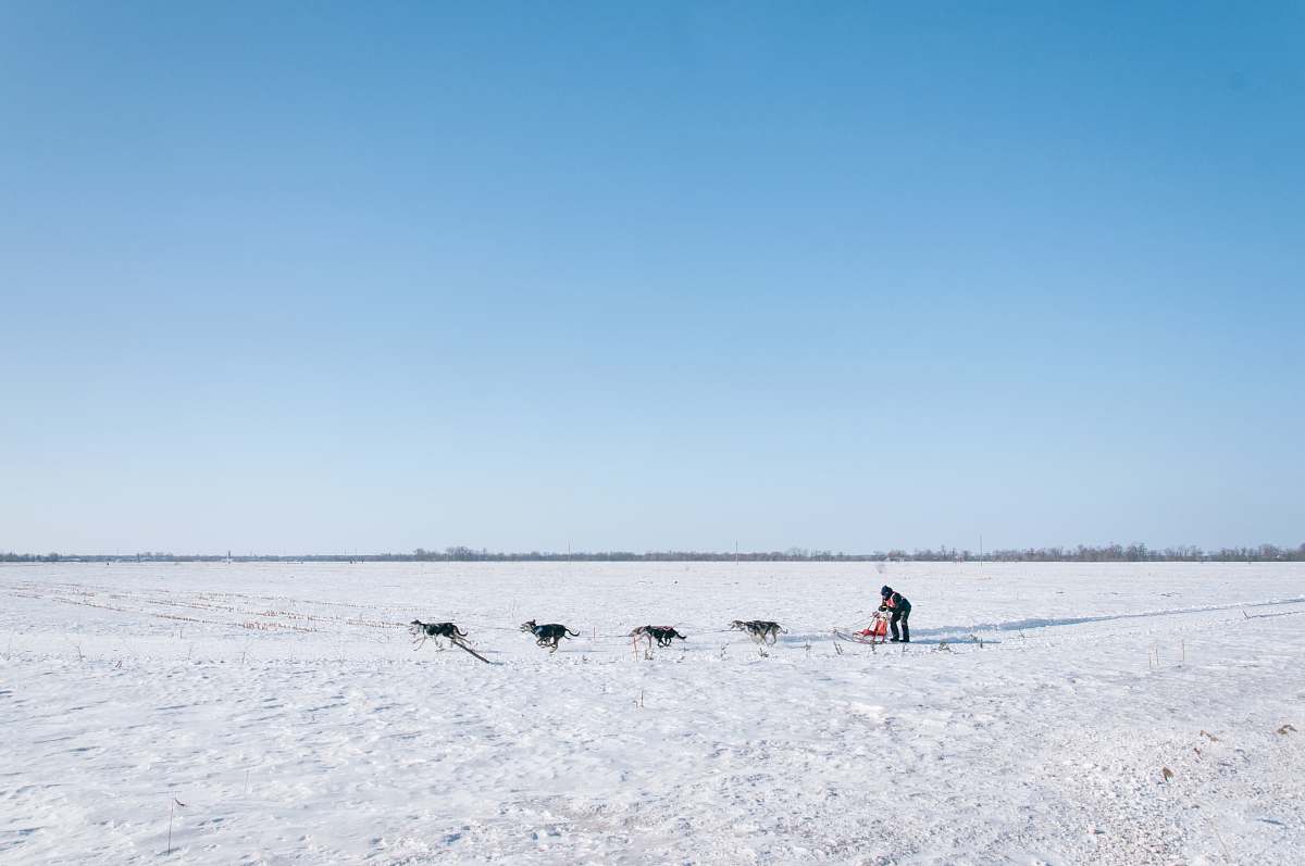 blue man and four dogs on snow field landscape