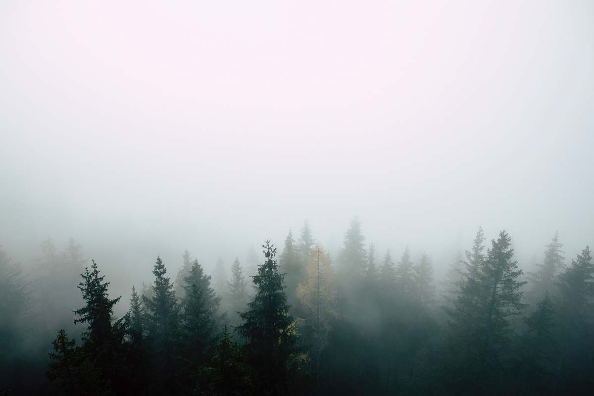 outdoors pine trees covered with fog weather