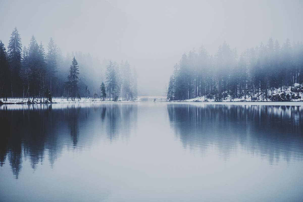winter pine trees near water with fog landscape