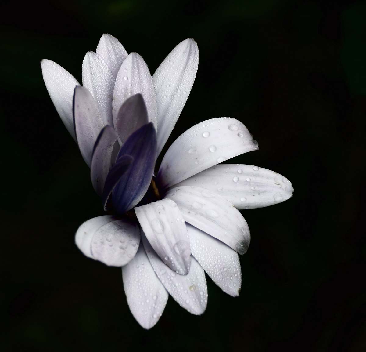 flora purple flower petals flower
