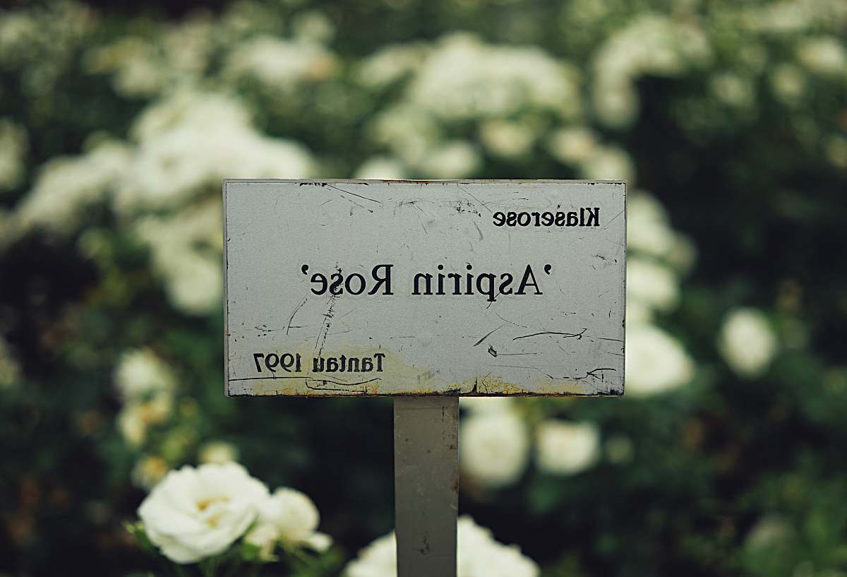 sign selective focus photography of Klaserose Aspiring Rose Tantau 1997 signage plant