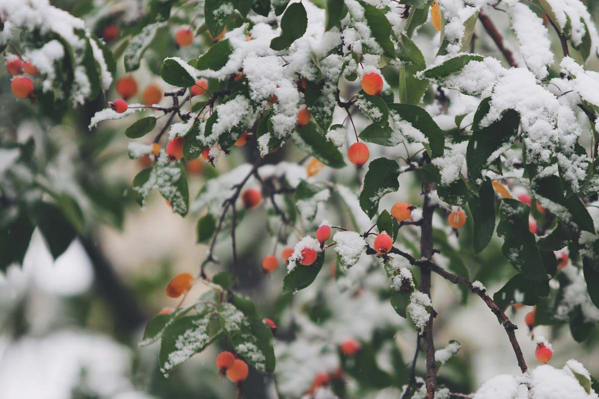 snow shallow focus photography of trees filled of snow winter