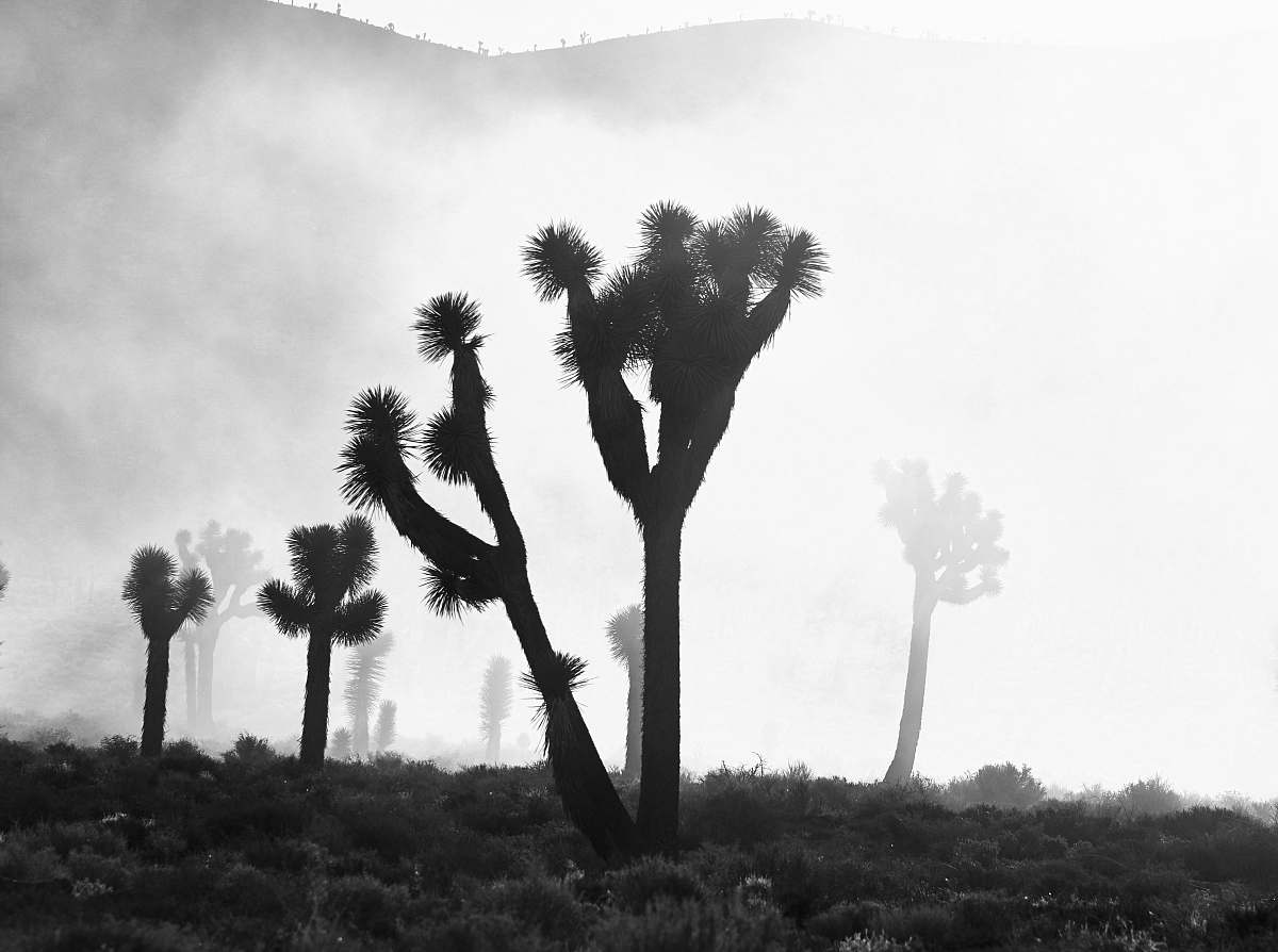 black-and-white silhouette of tree plant