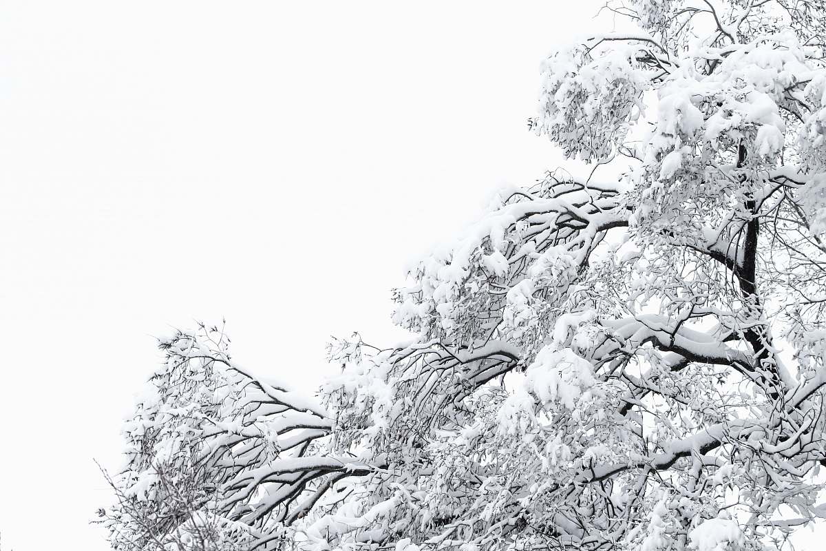 outdoors snow covered tree during daytime ice