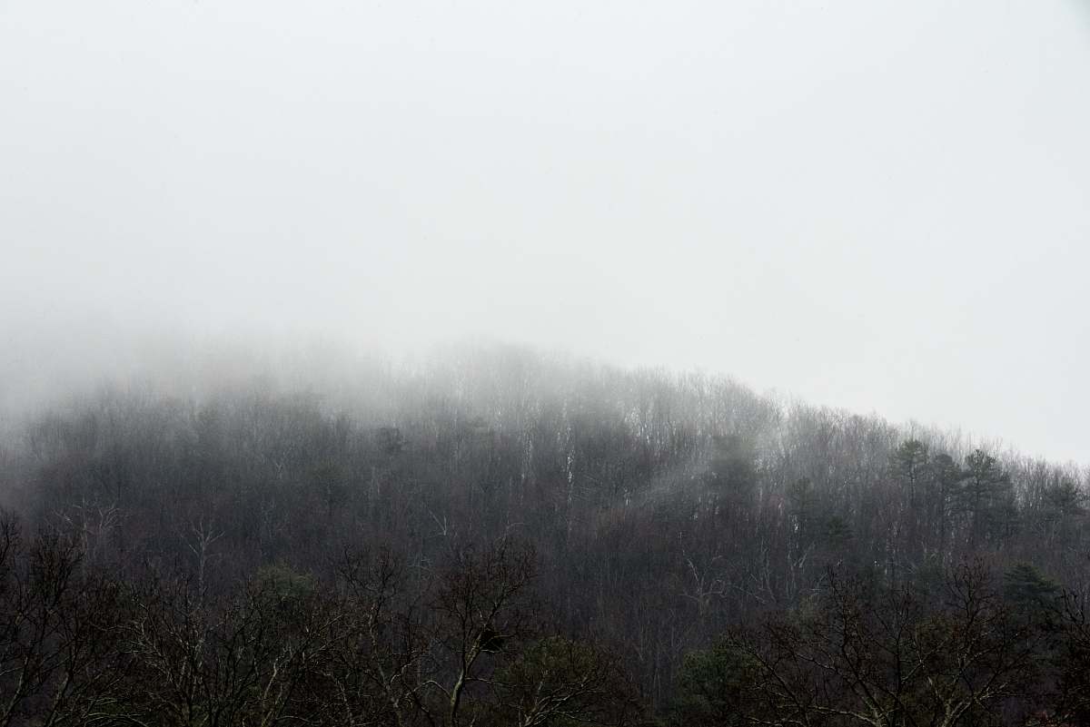 black-and-white snow-covered trees weather
